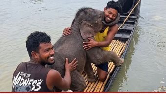 ‎তিস্তা নদীতে ভেসে যাওয়া হাতির শাবককে উদ্ধার, মায়ের কাছে ফিরিয়ে দিলেন জেলেরা