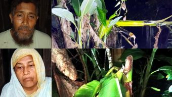 কলাপাড়ায় জমি বিরোধে চাচা-চাচিকে মারধর, কাটা হলো শতাধিক গাছ