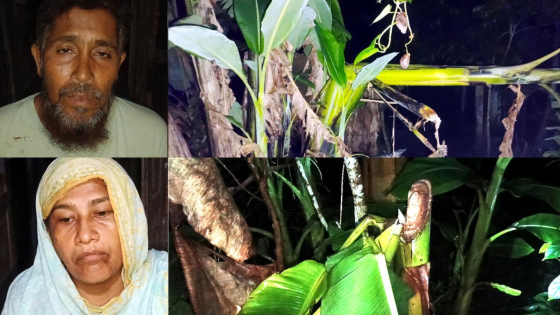 কলাপাড়ায় জমি বিরোধে চাচা-চাচিকে মারধর, কাটা হলো শতাধিক গাছ