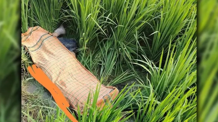হত্যার আগে প্রাণ বাঁচাতে কয়েকটি ধানক্ষেতে দৌড়েছিল শিক্ষার্থী তাজমিন